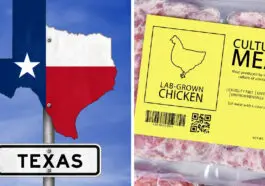 Texas Lab Grown Meats